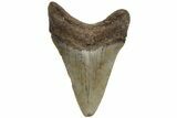 Serrated, Juvenile Megalodon Tooth - North Carolina #210138-1